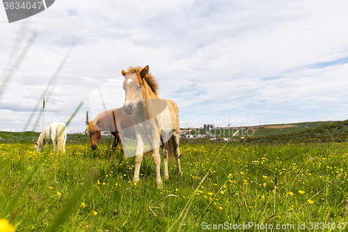 Image of Small foal