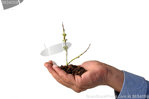 Image of Nurturing growth