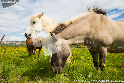 Image of Icelandic horses