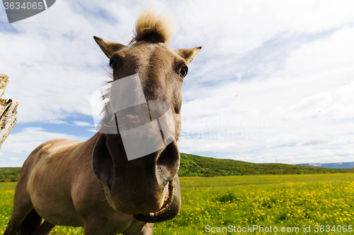 Image of Funny horse