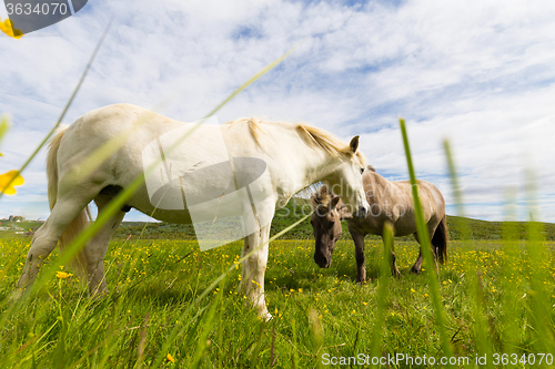 Image of Icelandic horses grazing