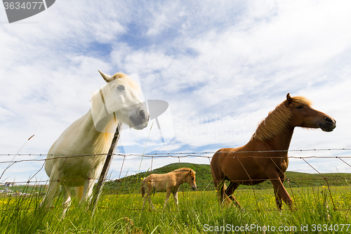 Image of Icelandic horses behind fence