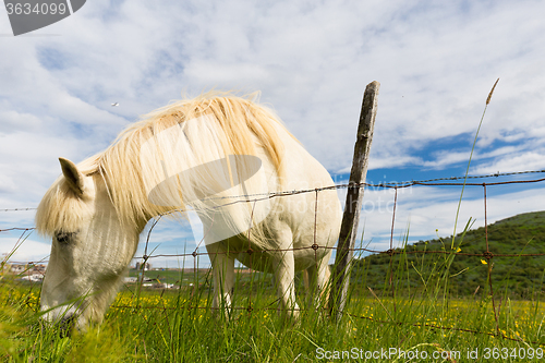 Image of Out to pasture