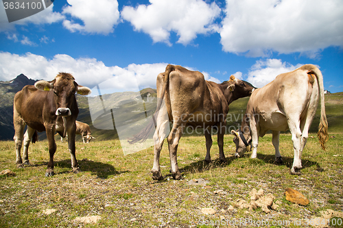 Image of Put to pasture