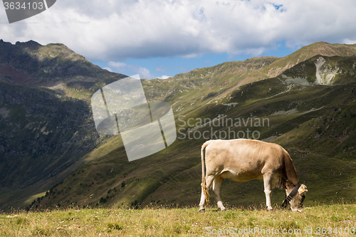 Image of Swiss cow