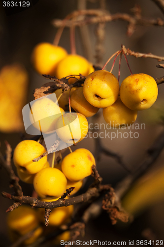 Image of yellow Crab Apples Golden Hornet