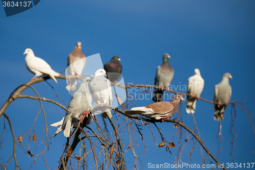 Image of pigeons sitting on the branch