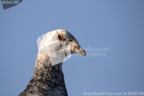 Image of portrait of domestic pigeons