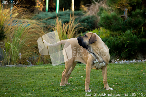 Image of female of Fila Brasileiro (Brazilian Mastiff)