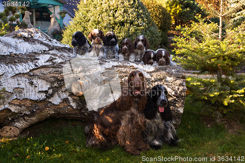Image of portrait of champions of English Cocker Spaniel family