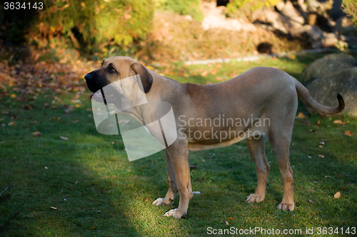 Image of female of Fila Brasileiro (Brazilian Mastiff)