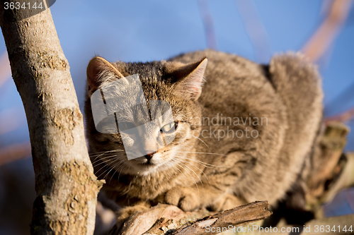 Image of Little cute gray kitten on tree