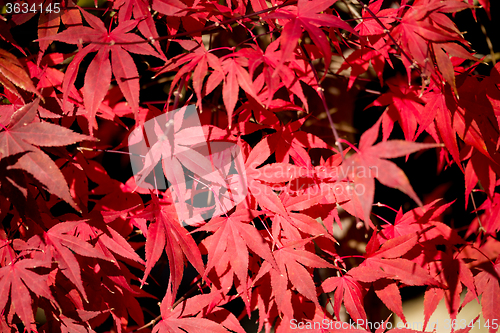 Image of natural red maple leaf background