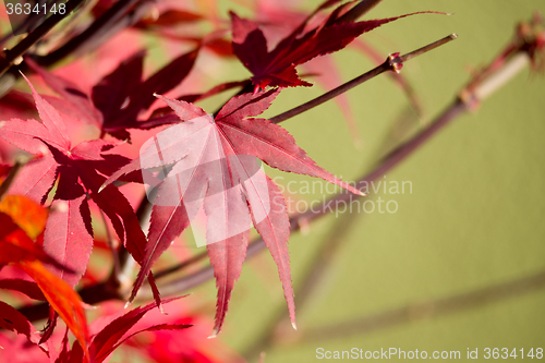 Image of natural red maple leaf background