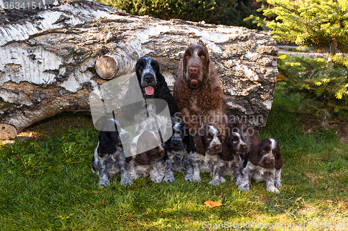 Image of portrait of champions of English Cocker Spaniel family