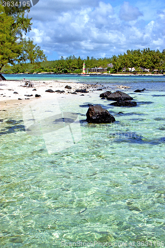 Image of lagoon  beach seaweed in house