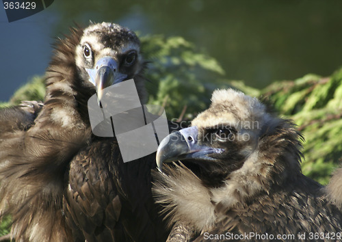 Image of Mating vultures