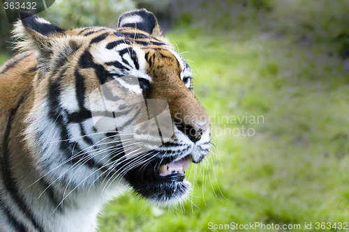 Image of Snarling tiger