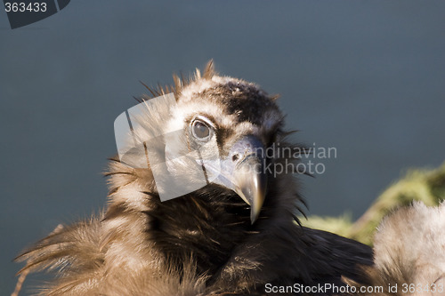Image of Black Headed Vulture