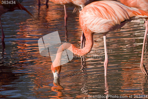 Image of Flamingos