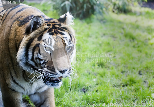 Image of Siberian Tiger