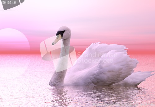 Image of Swan