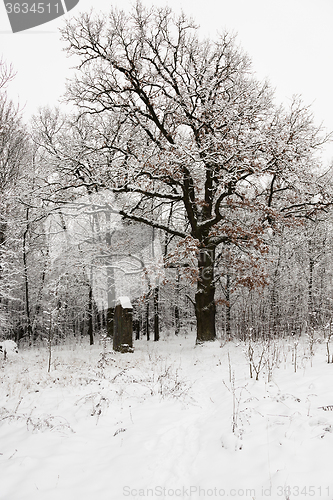 Image of winter trees.  season.