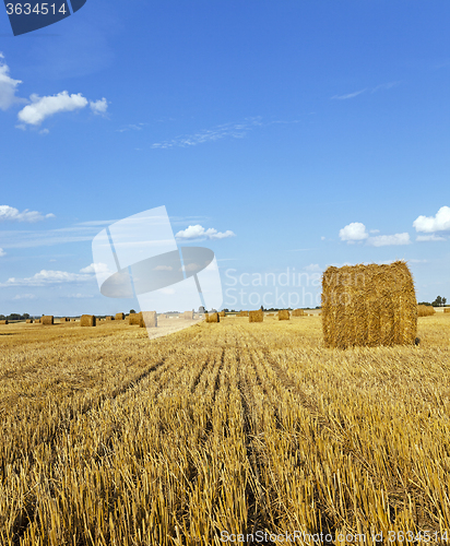 Image of agricultural field. wheat