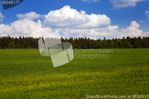 Image of agricultural field.  forest.