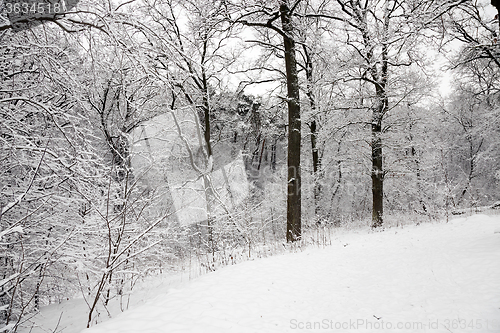 Image of   snow in the wood  