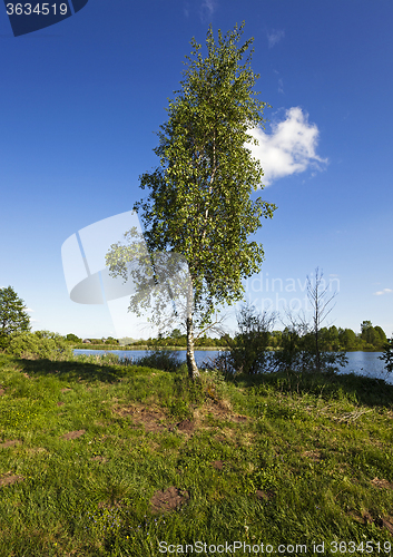 Image of Birch on the river  