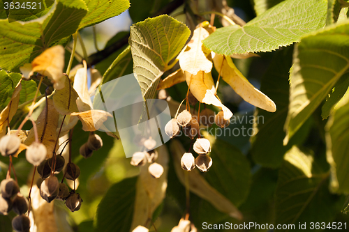 Image of linden seeds . Close-up.