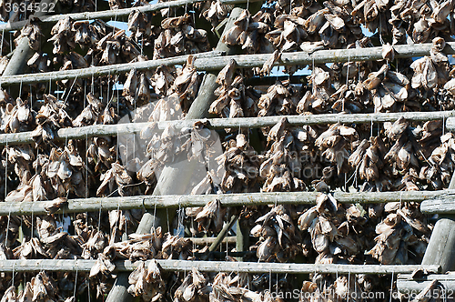 Image of stockfish