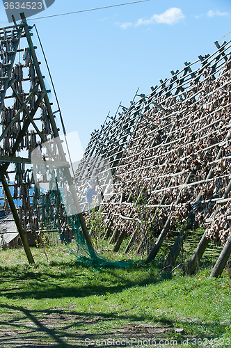 Image of stockfish