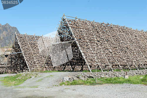 Image of stockfish