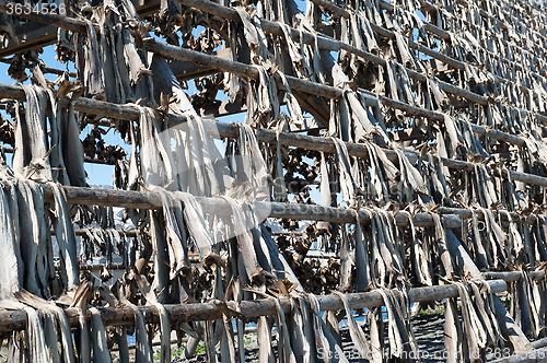 Image of stockfish