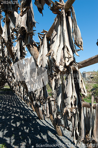 Image of stockfish