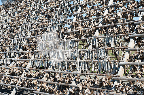 Image of stockfish