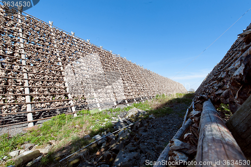 Image of stockfish