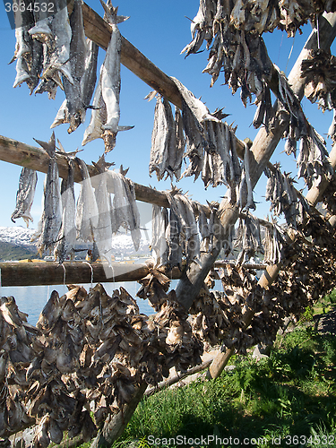 Image of stockfish