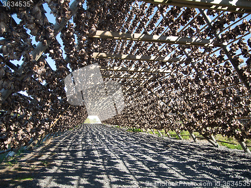 Image of stockfish