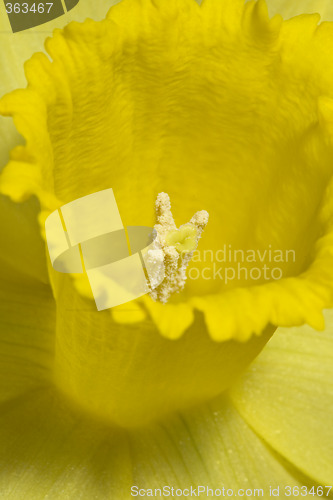 Image of Daffodil