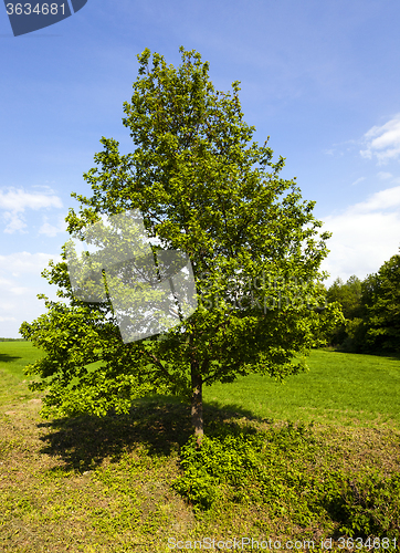 Image of lonely tree.  summer  