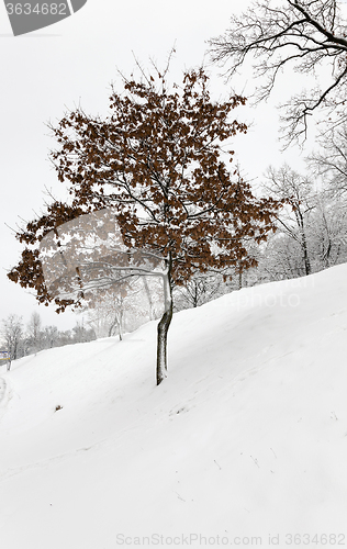 Image of   tree on the hill  