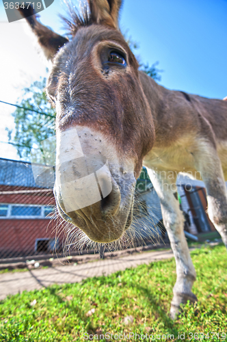 Image of Donkey closeup portrait