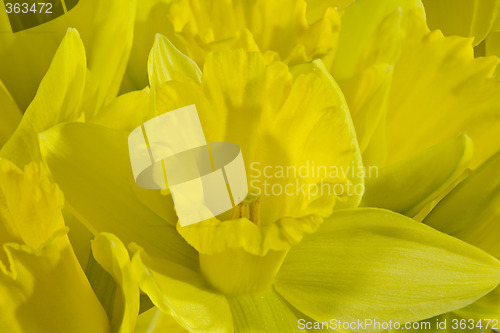 Image of Daffodild