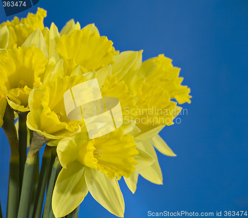 Image of Daffodils