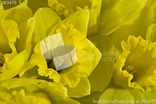 Image of Daffodils