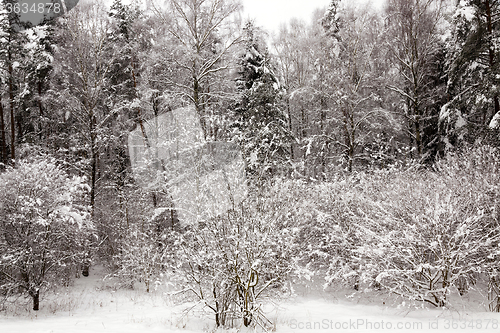 Image of fir-tree in the winter  