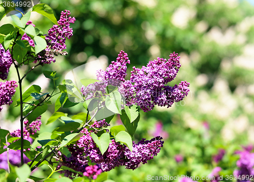 Image of Beautiful lilac flowers  